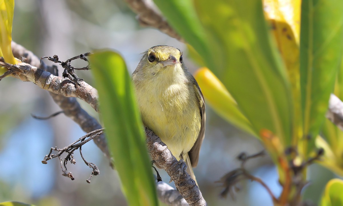 Thick-billed Vireo - ML619691919
