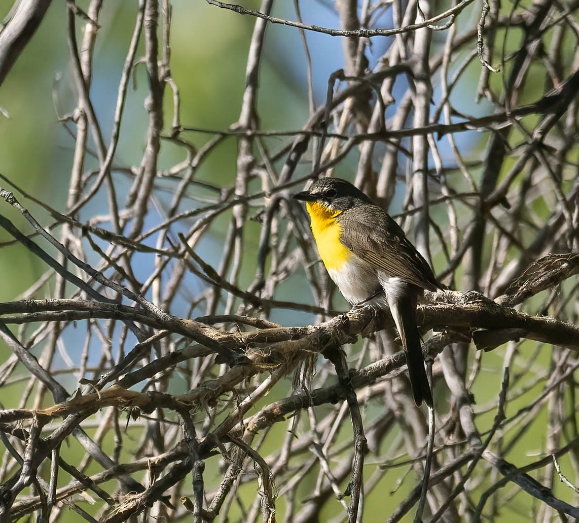 Yellow-breasted Chat - ML619691972