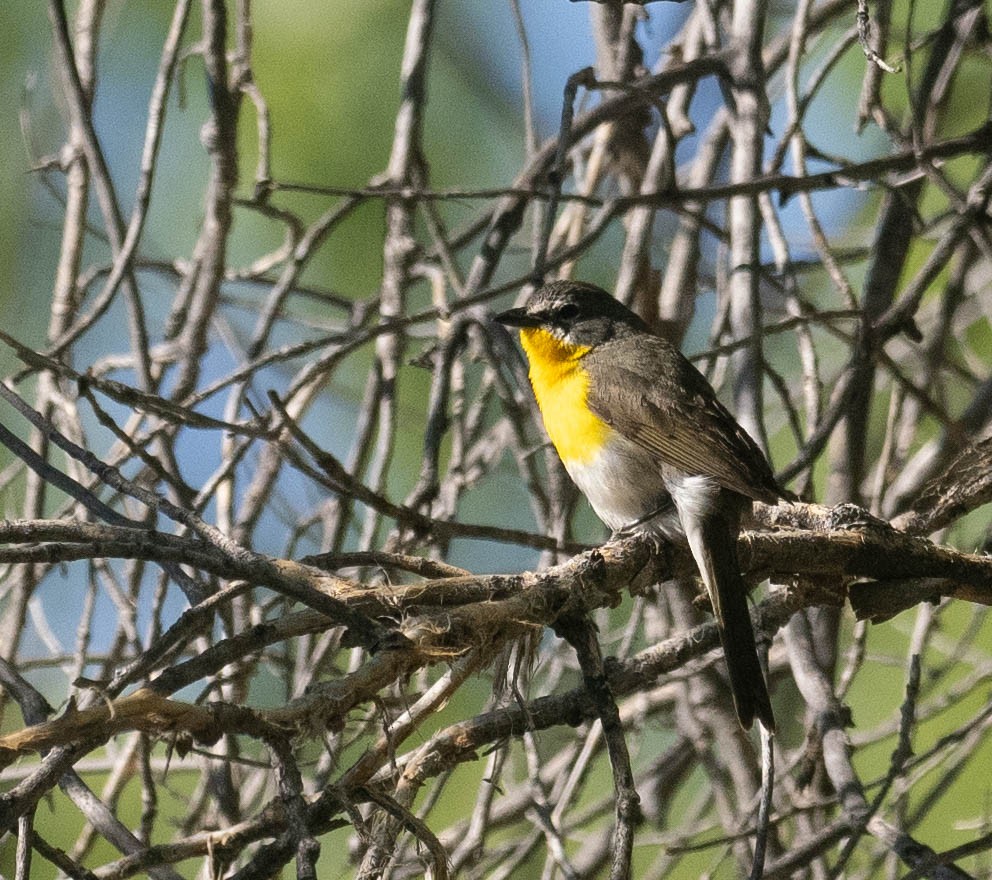 Yellow-breasted Chat - ML619691978