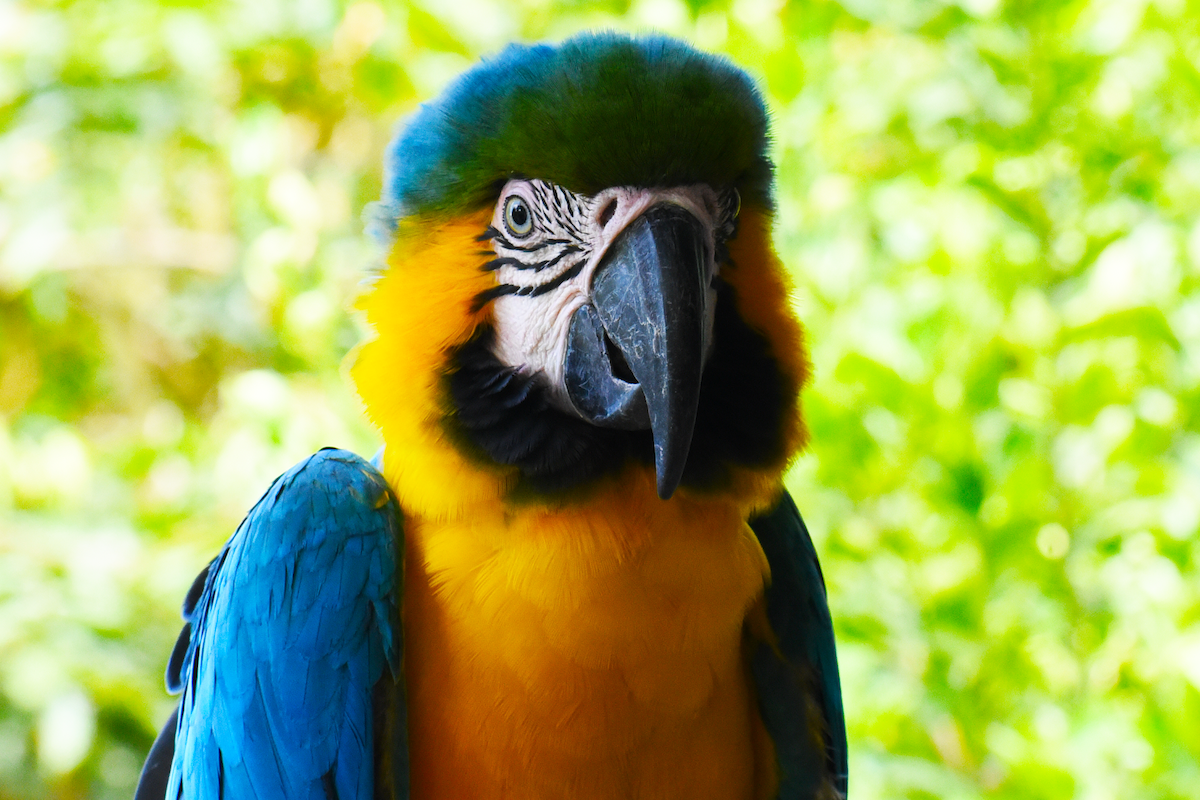 Blue-and-yellow Macaw - ML619691982