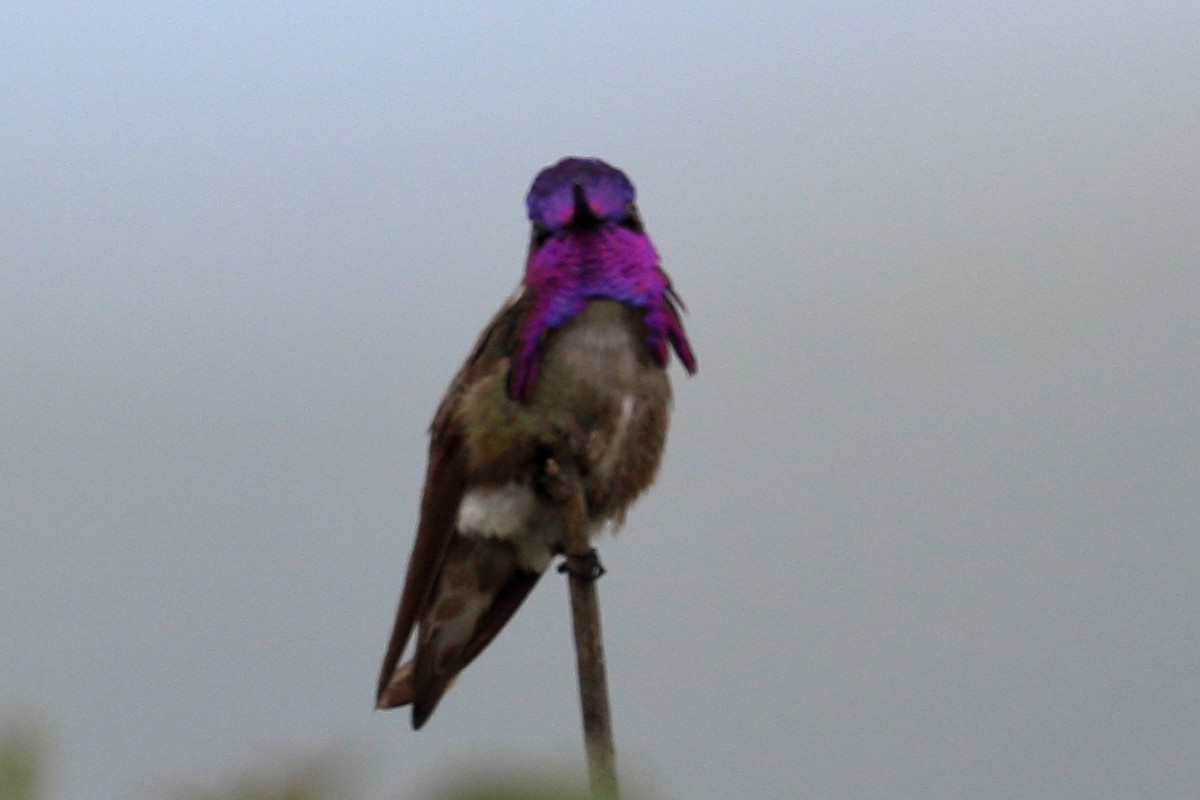 Costa's Hummingbird - ML619692025