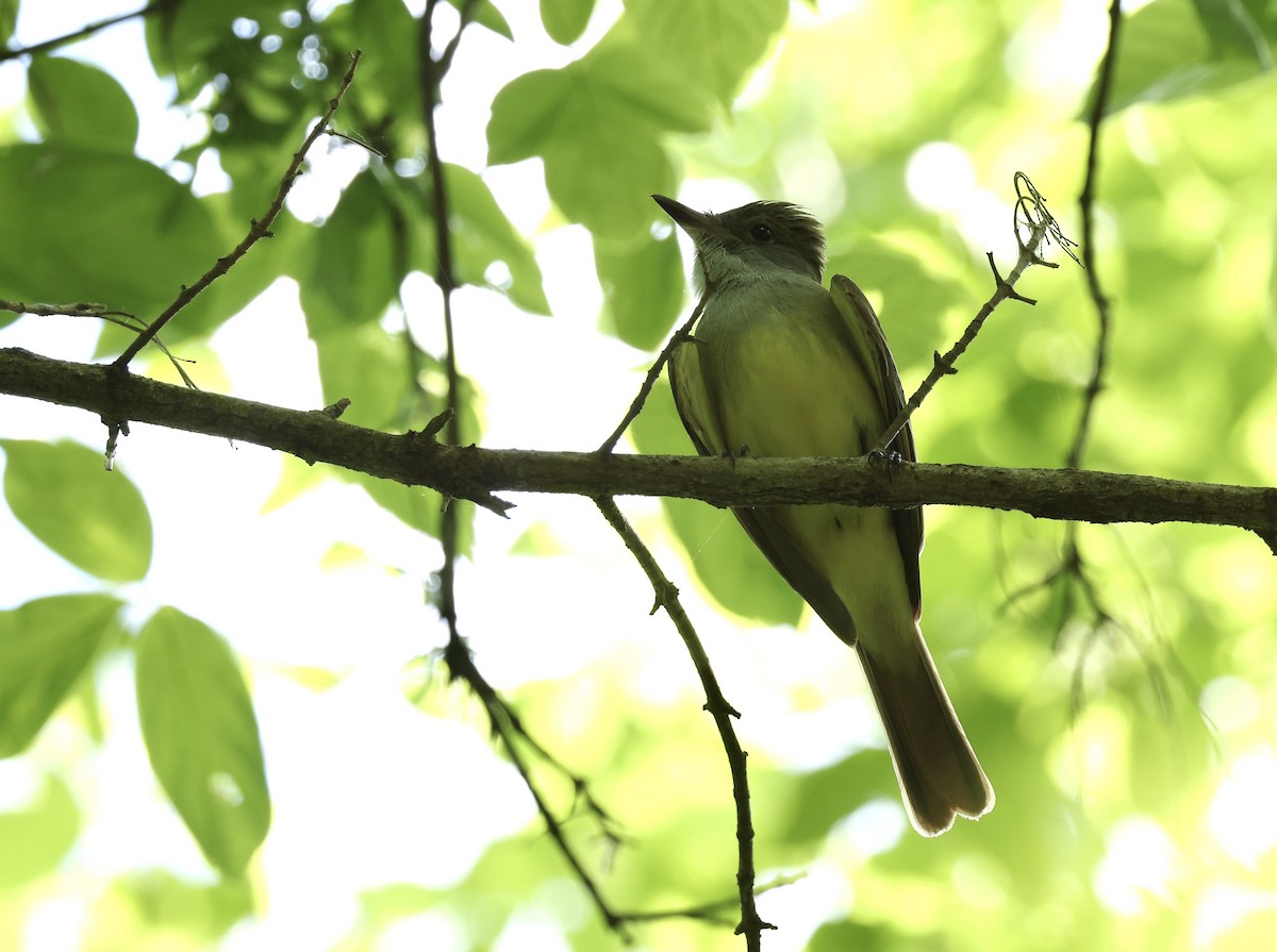 Great Crested Flycatcher - ML619692030