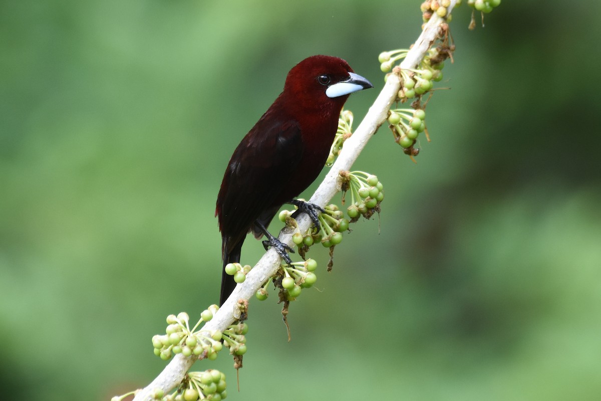 Silver-beaked Tanager - ML619692072