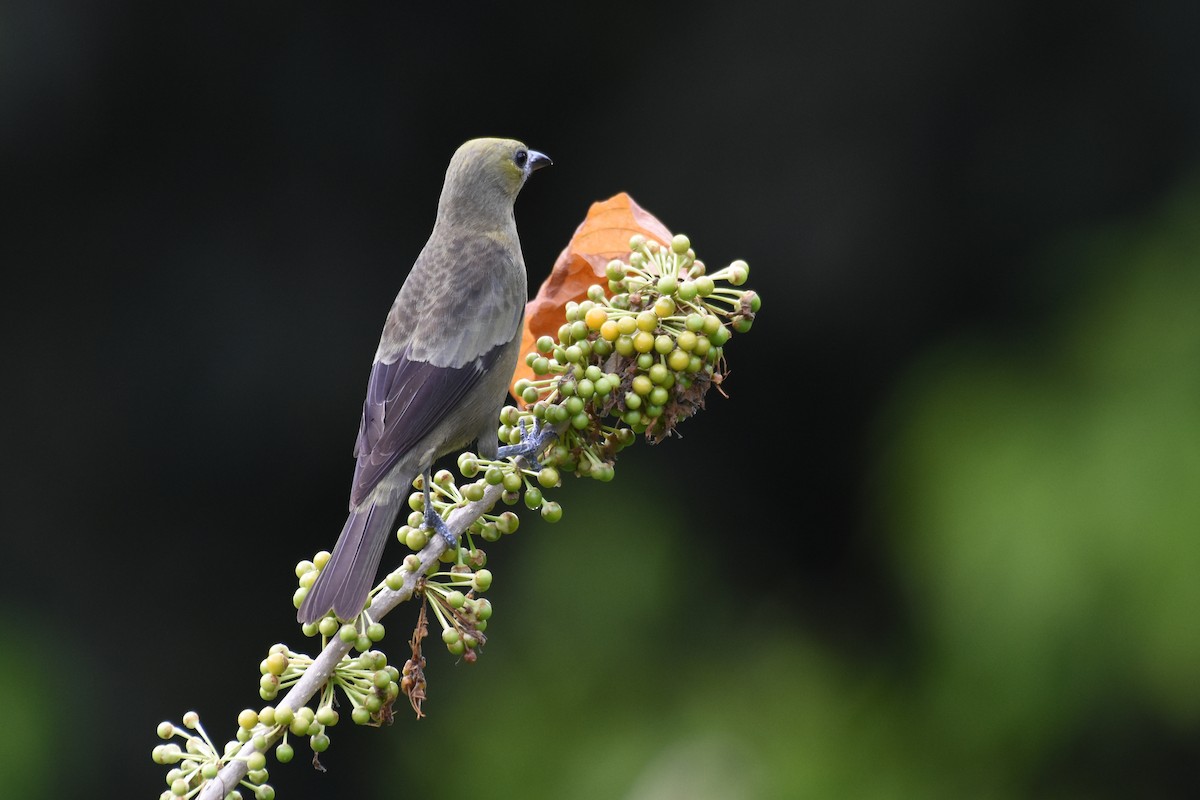 Palm Tanager - ML619692086