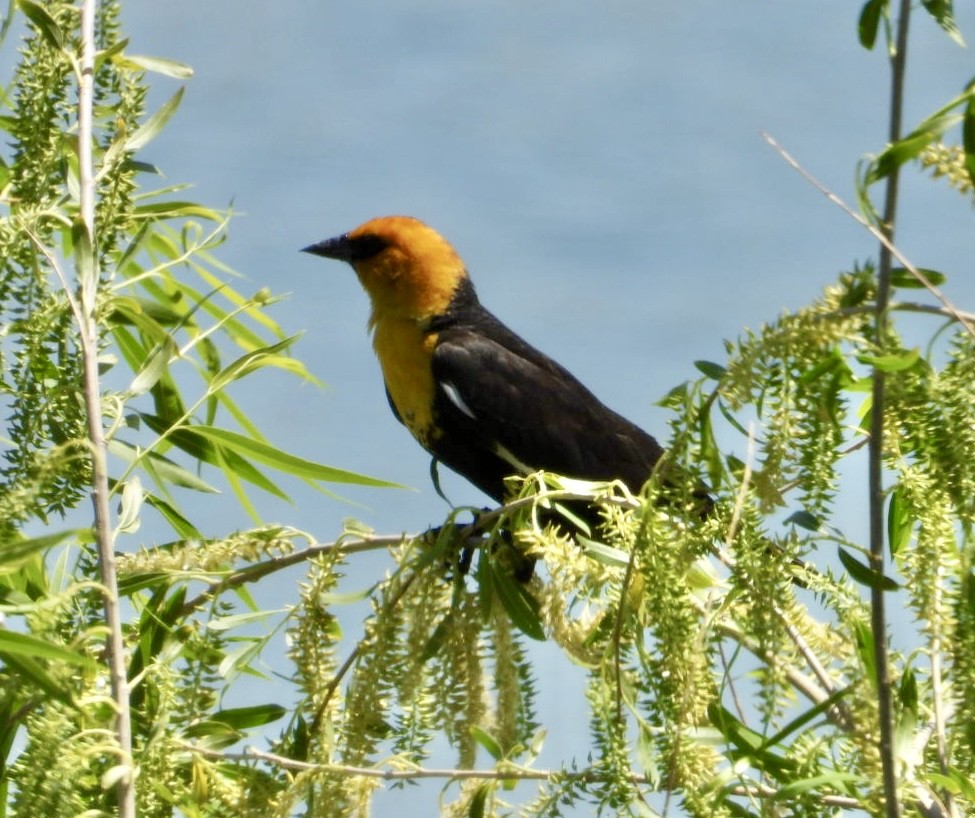 Yellow-headed Blackbird - ML619692104