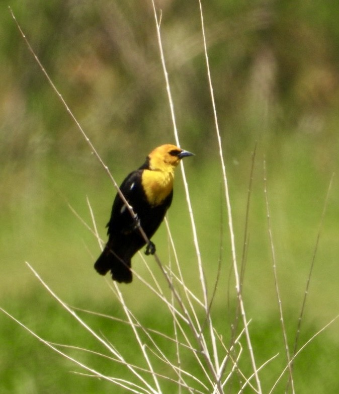 Yellow-headed Blackbird - ML619692106