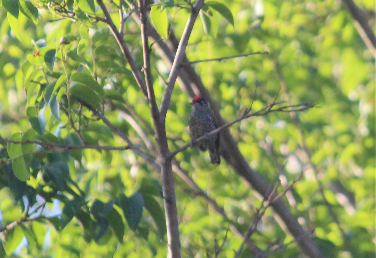 White-barred Piculet - ML619692109