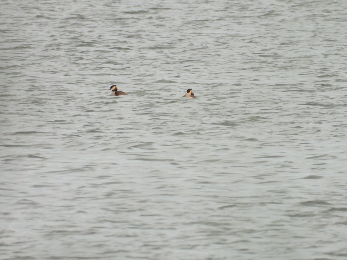 Great Crested Grebe - ML619692123
