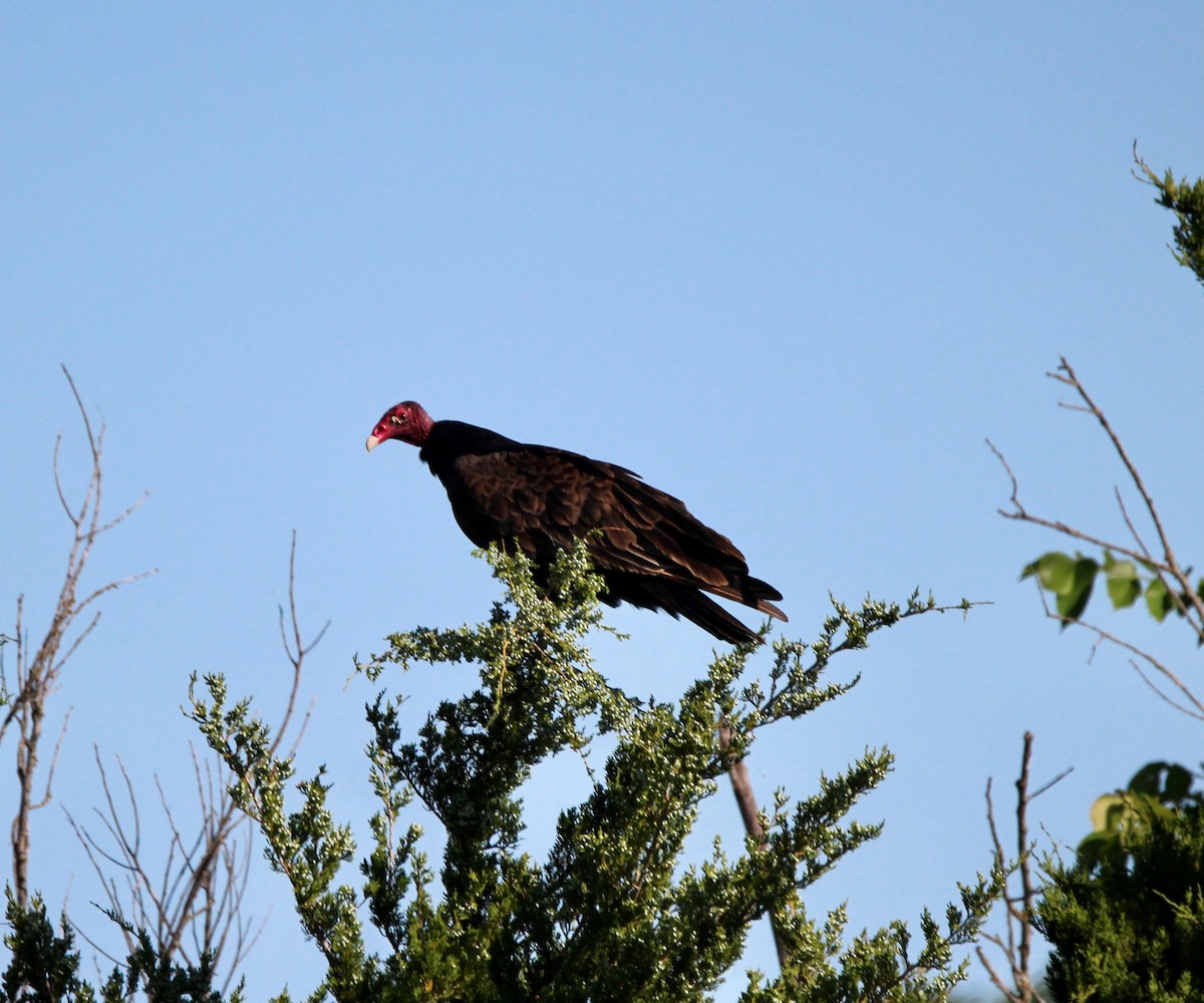 Turkey Vulture - ML619692159