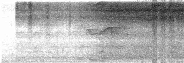 Olivgrau-Ameisenvogel - ML619692174