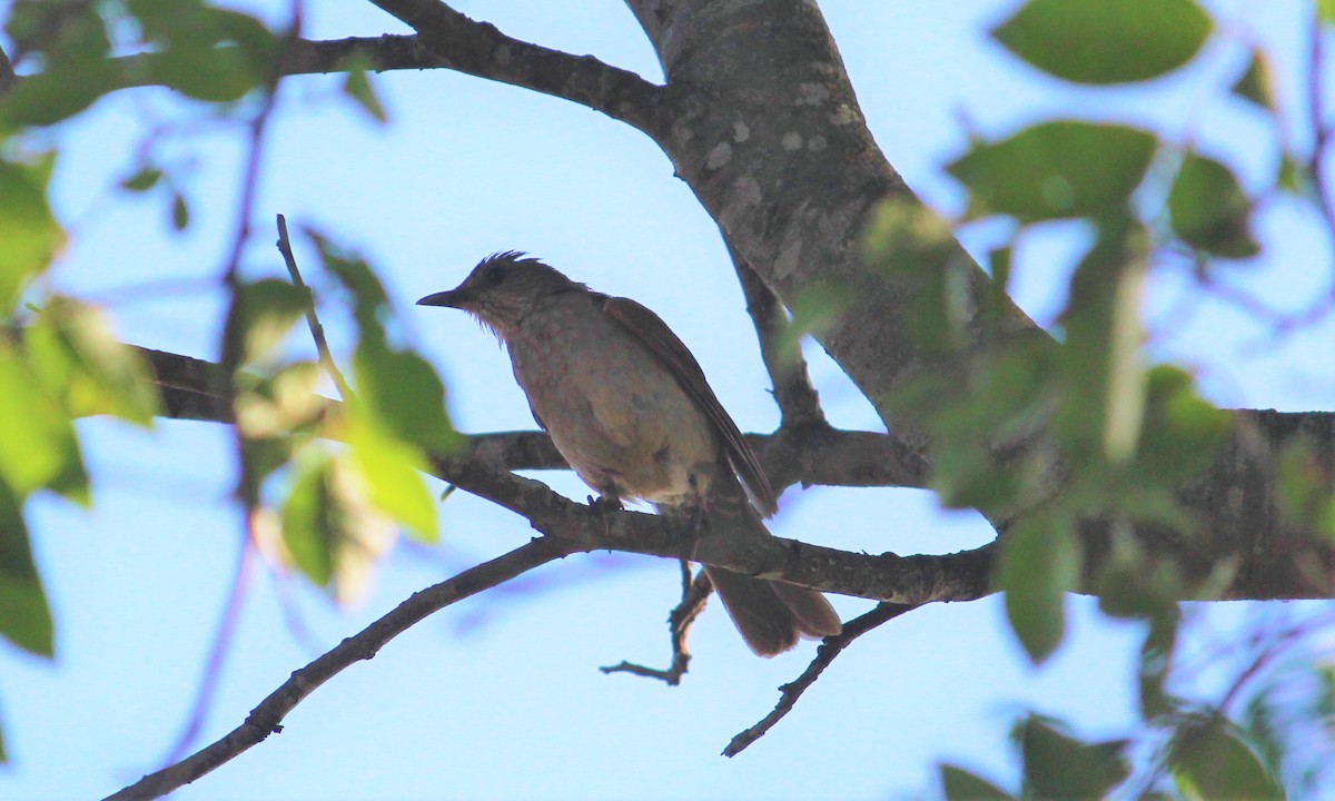 Pale-breasted Thrush - ML619692232