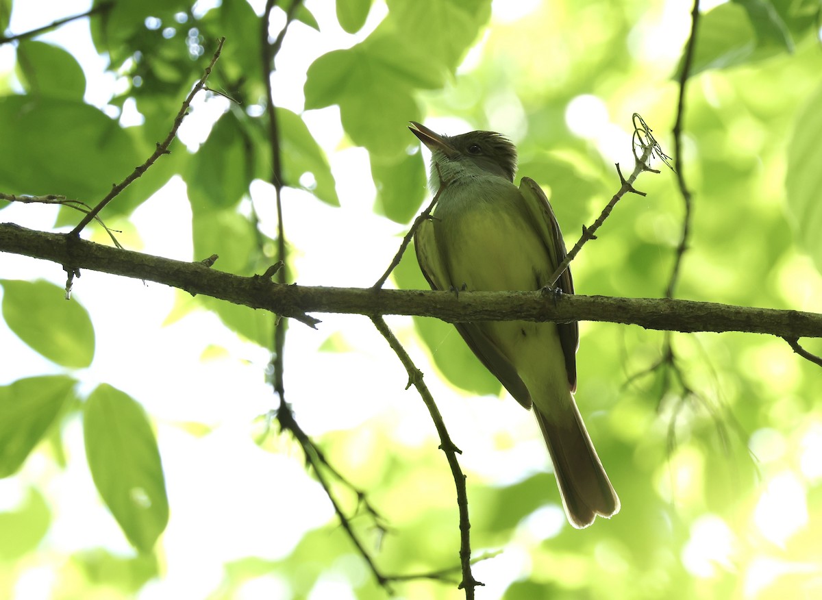 Great Crested Flycatcher - ML619692291