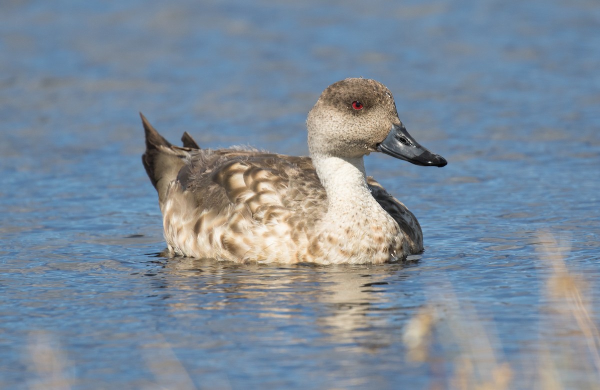 Crested Duck - ML619692293