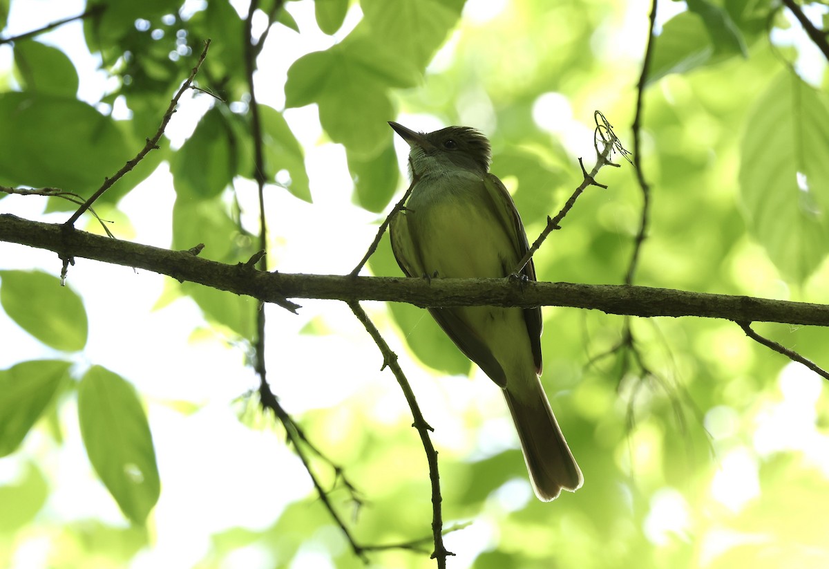Great Crested Flycatcher - ML619692298