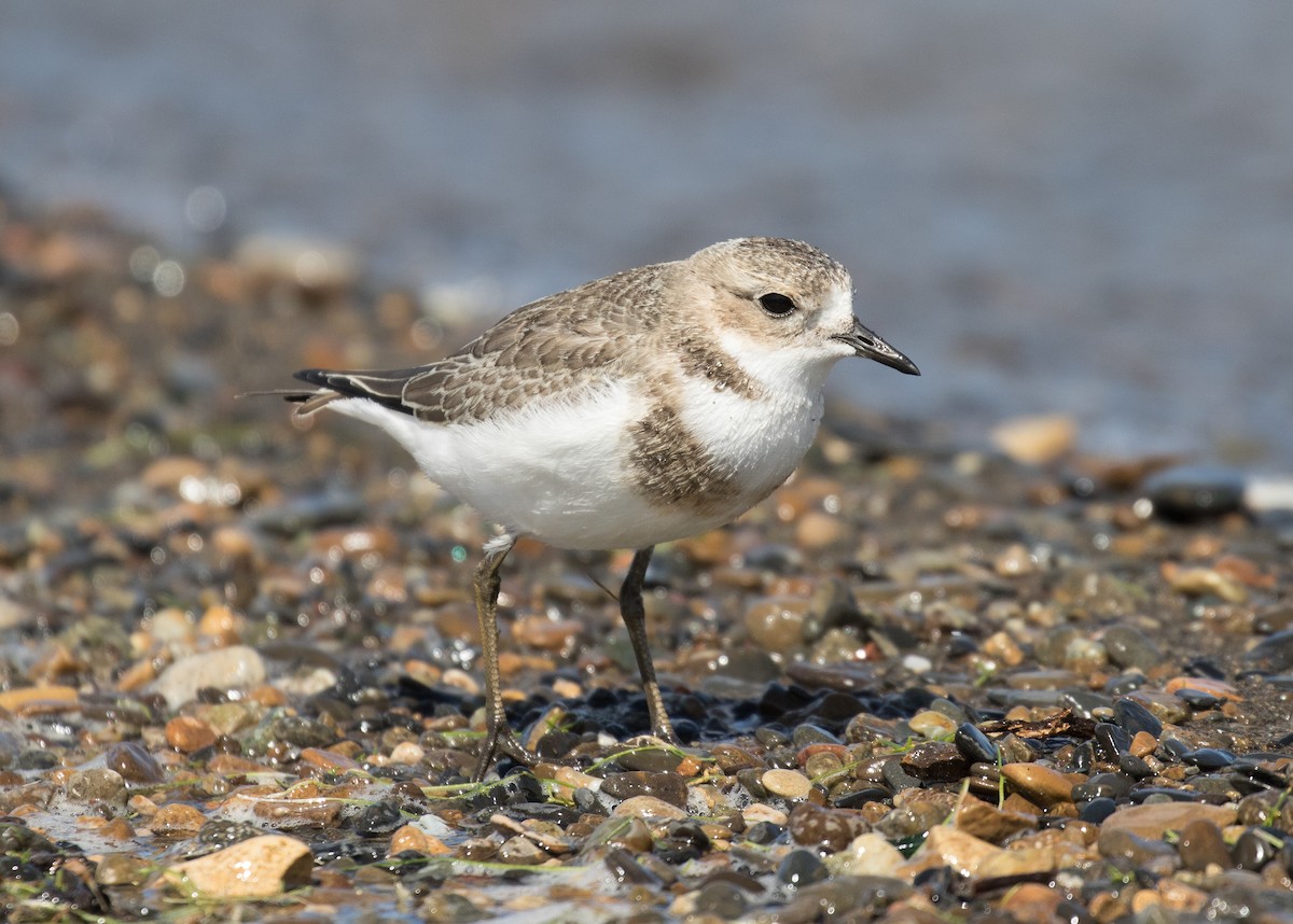 Two-banded Plover - ML619692304
