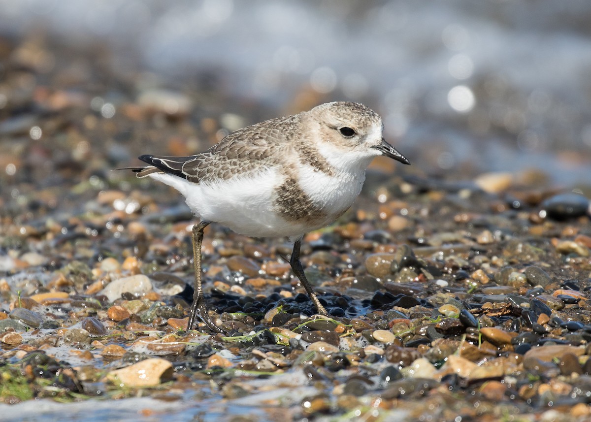 Two-banded Plover - ML619692305