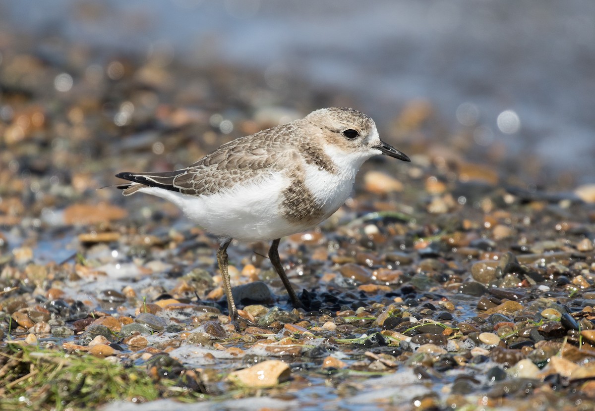 Two-banded Plover - ML619692306