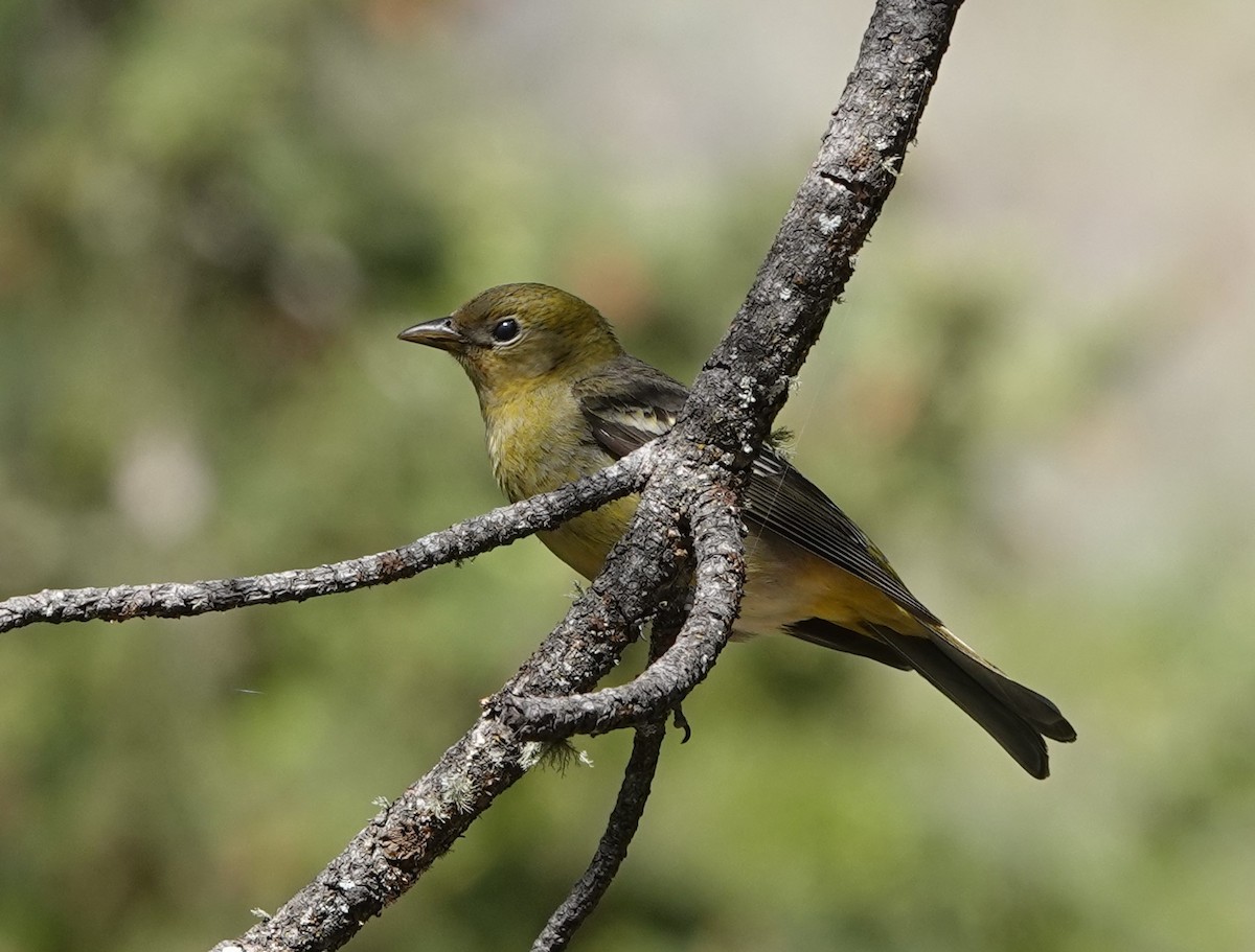 Western Tanager - ML619692353