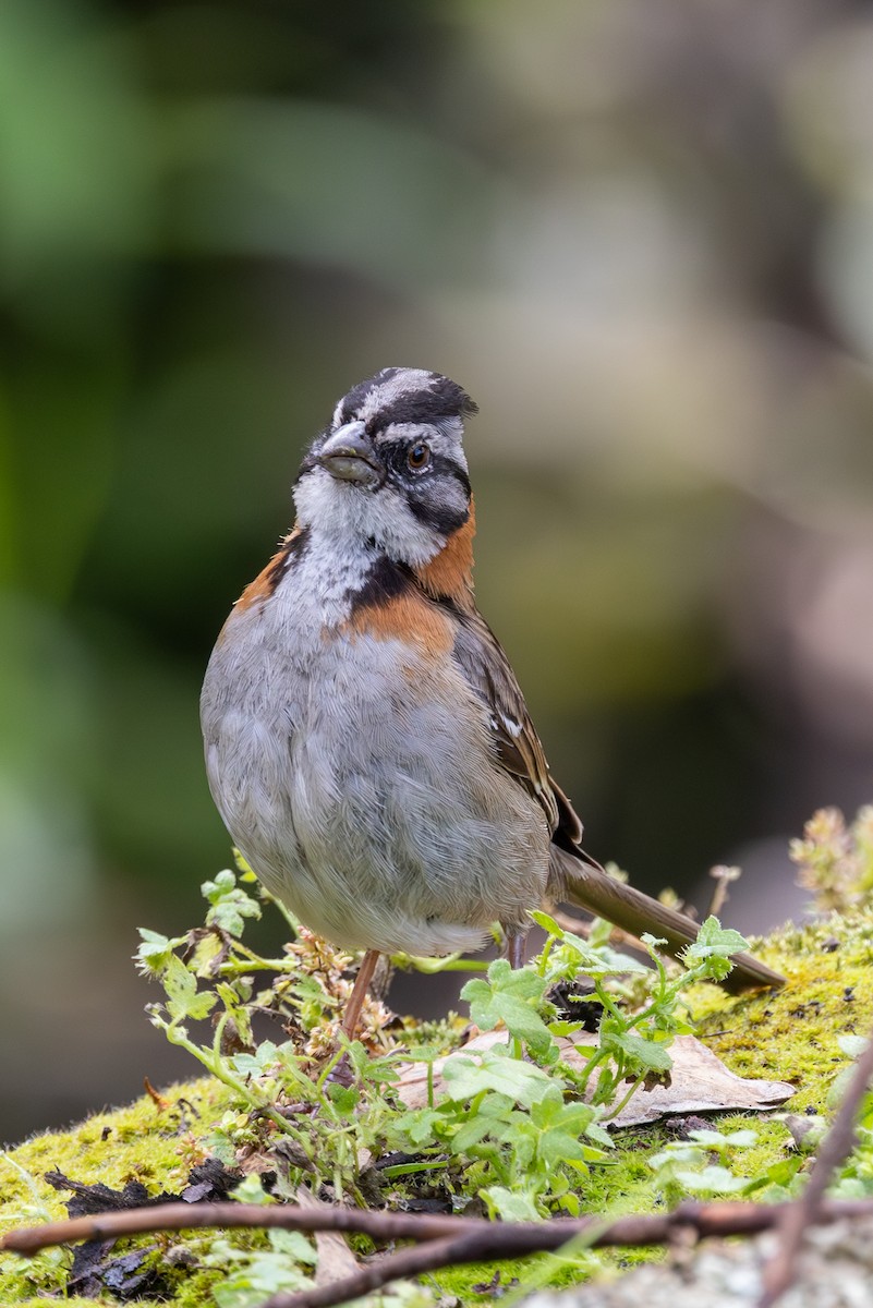 Rufous-collared Sparrow - ML619692362