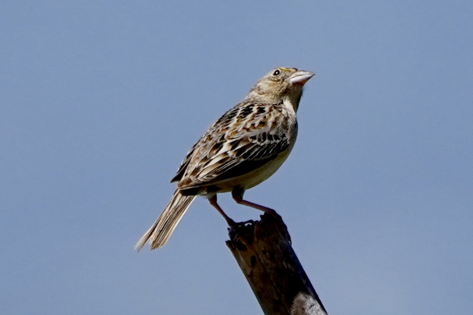 Grasshopper Sparrow - ML619692363