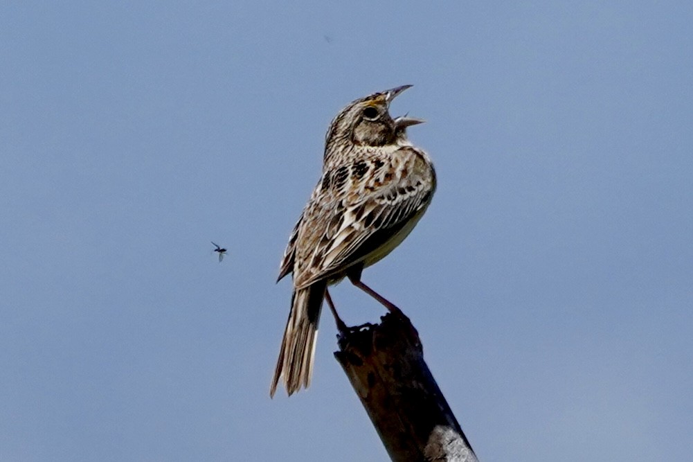 Grasshopper Sparrow - ML619692364