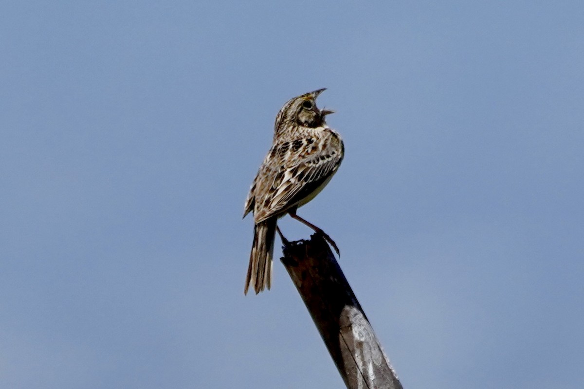 Grasshopper Sparrow - ML619692365