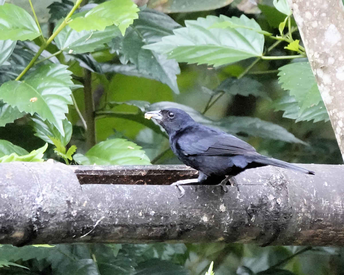 White-lined Tanager - ML619692372