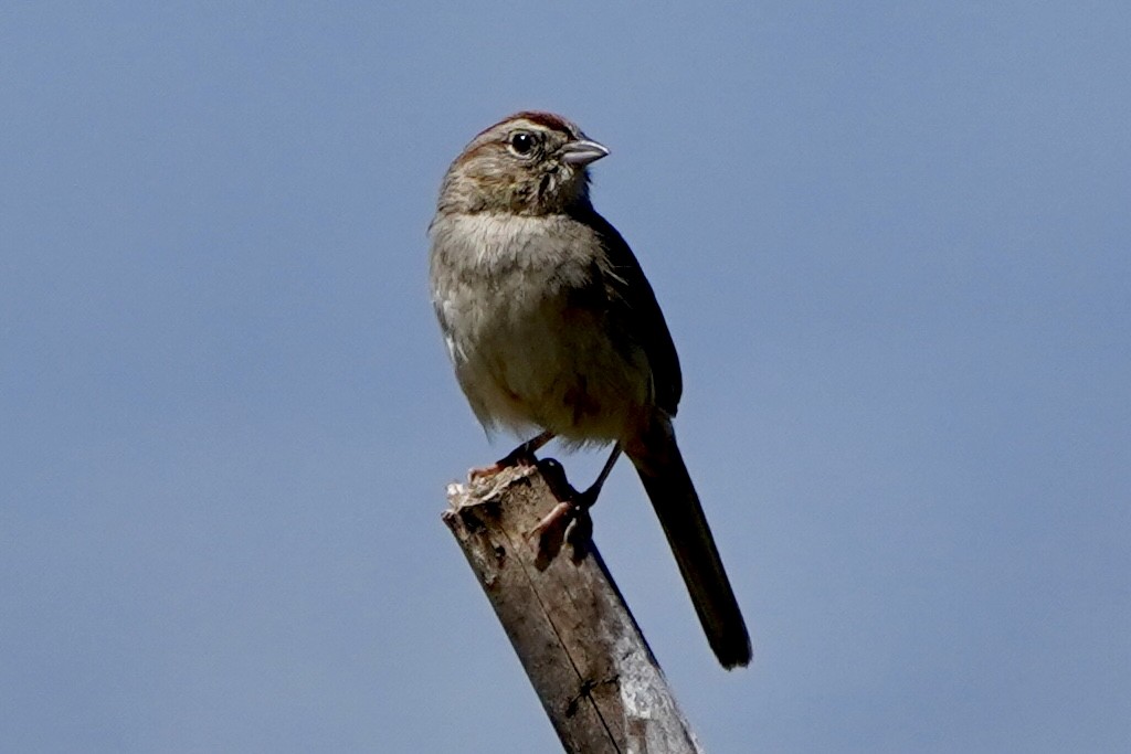 Rufous-crowned Sparrow - ML619692381
