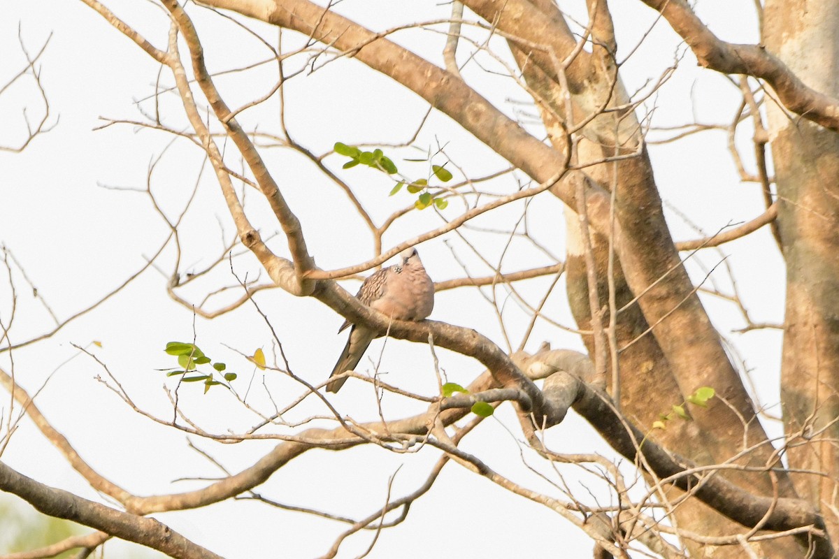 Spotted Dove - ML619692387