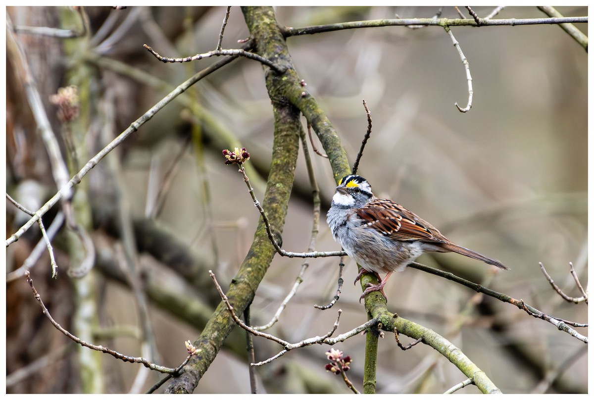White-throated Sparrow - ML619692474