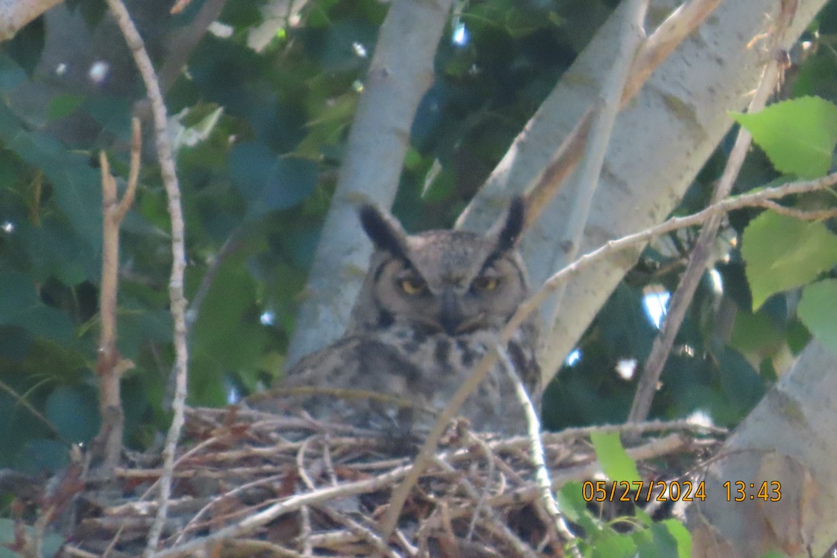 Great Horned Owl - ML619692488