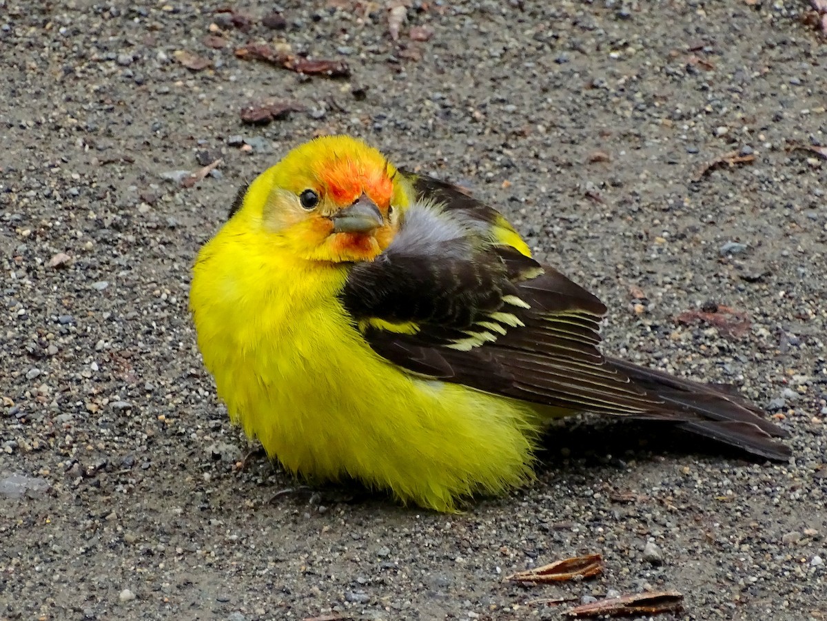 Western Tanager - ML619692500