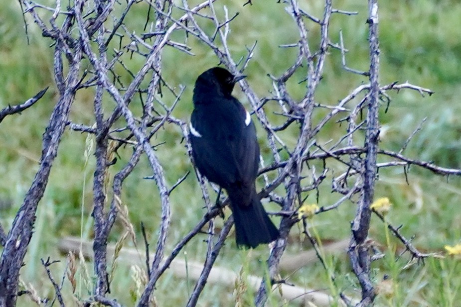 Tricolored Blackbird - ML619692554