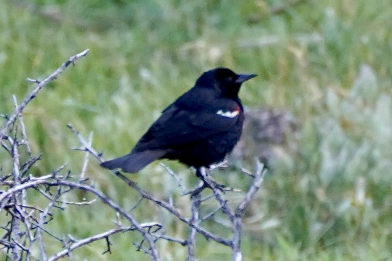 Tricolored Blackbird - ML619692555