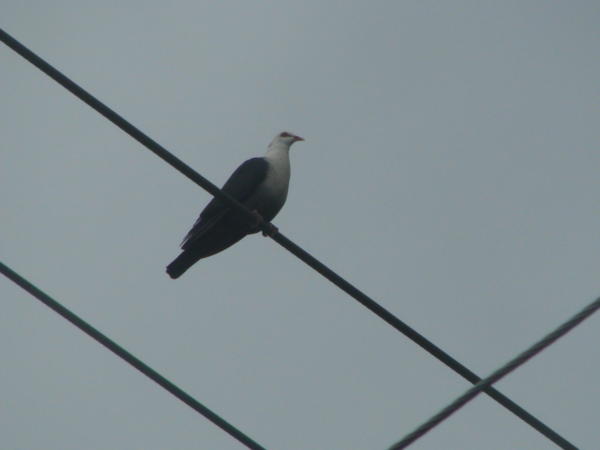White-headed Pigeon - ML619692579