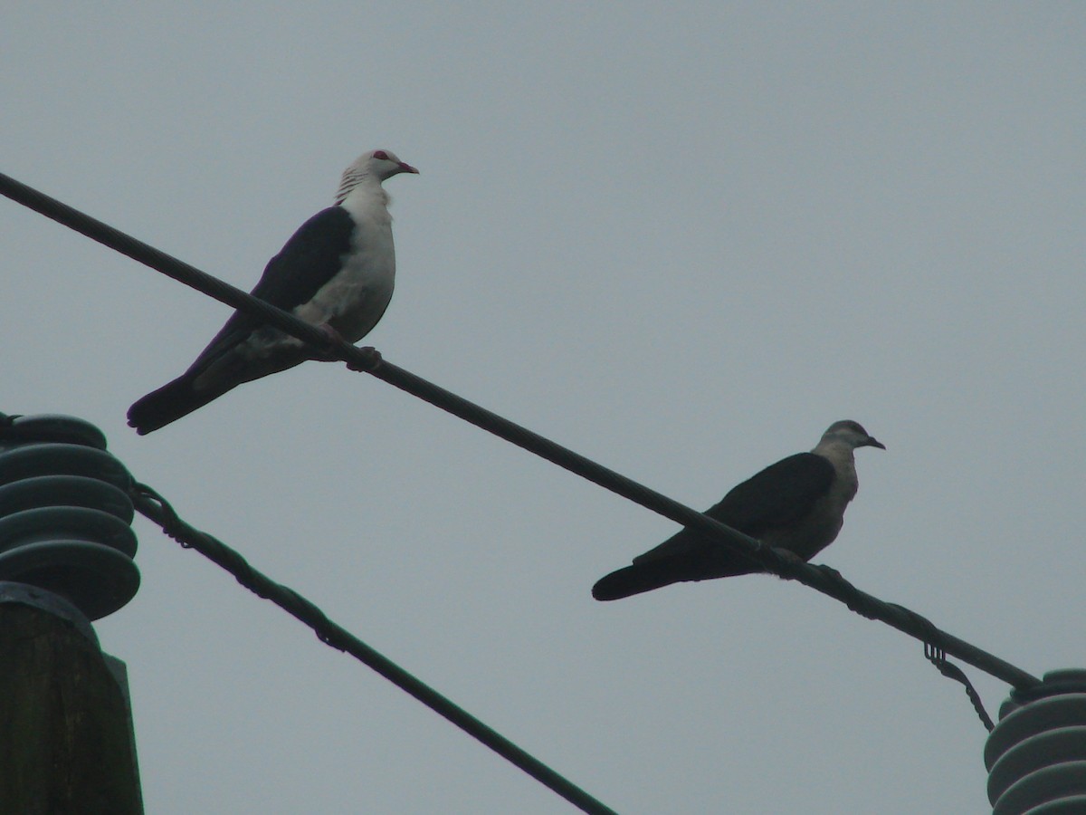 White-headed Pigeon - ML619692581