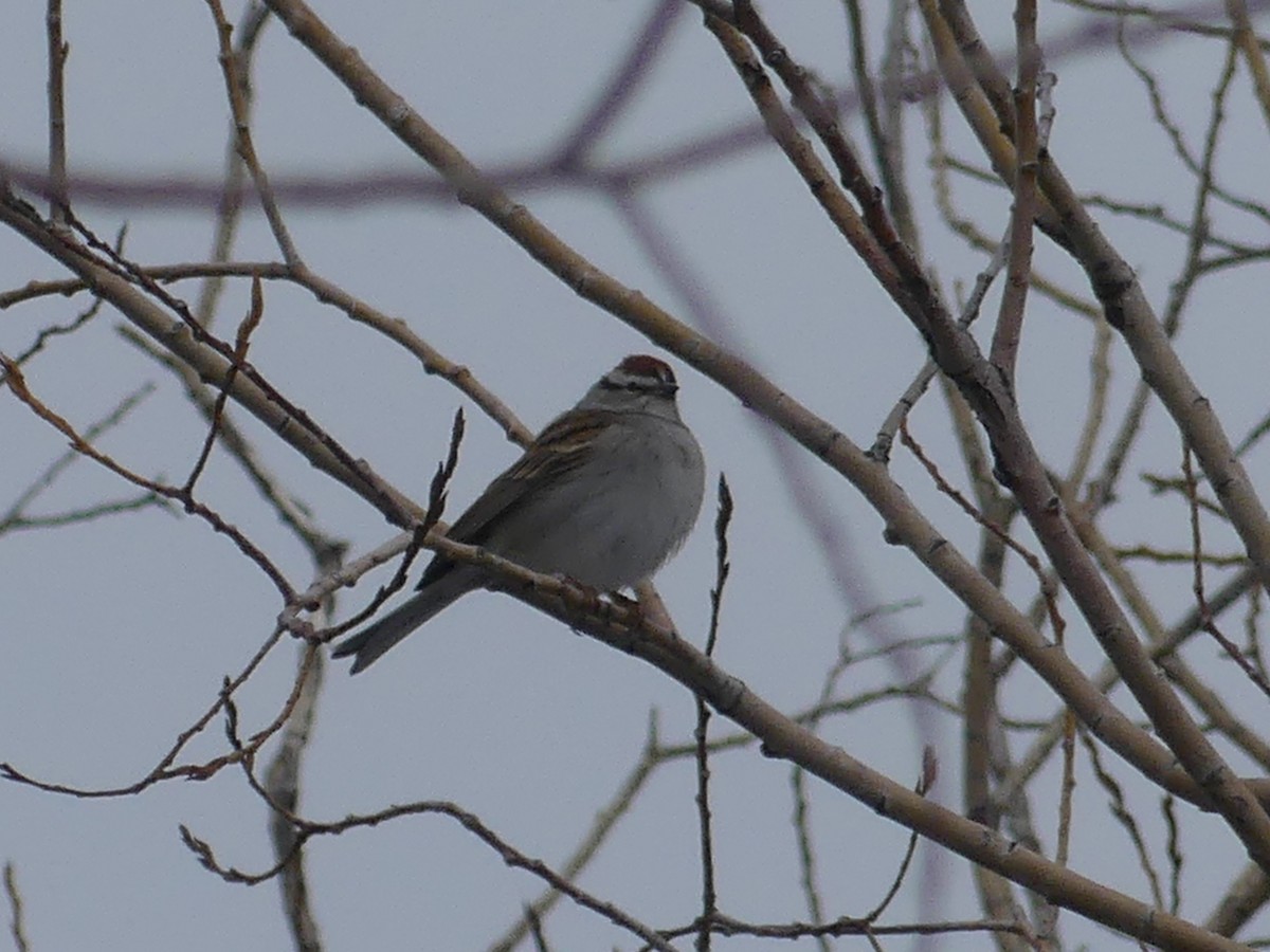 Chipping Sparrow - ML619692608