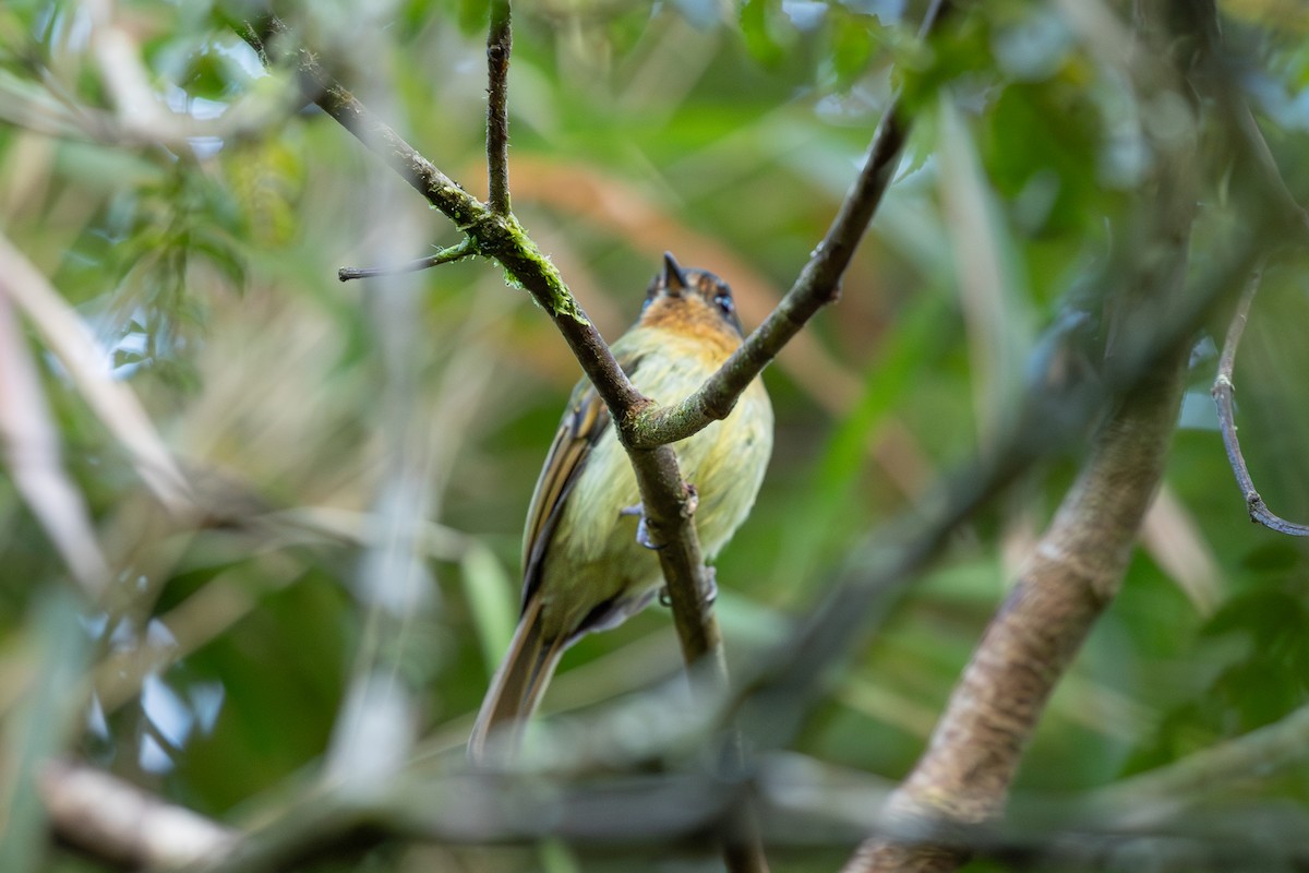 Rufous-breasted Flycatcher - ML619692623