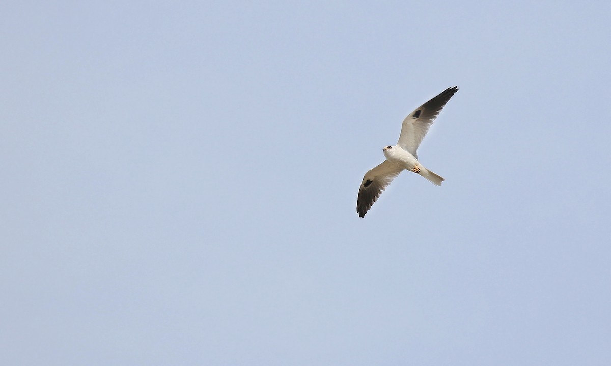 White-tailed Kite - ML619692696