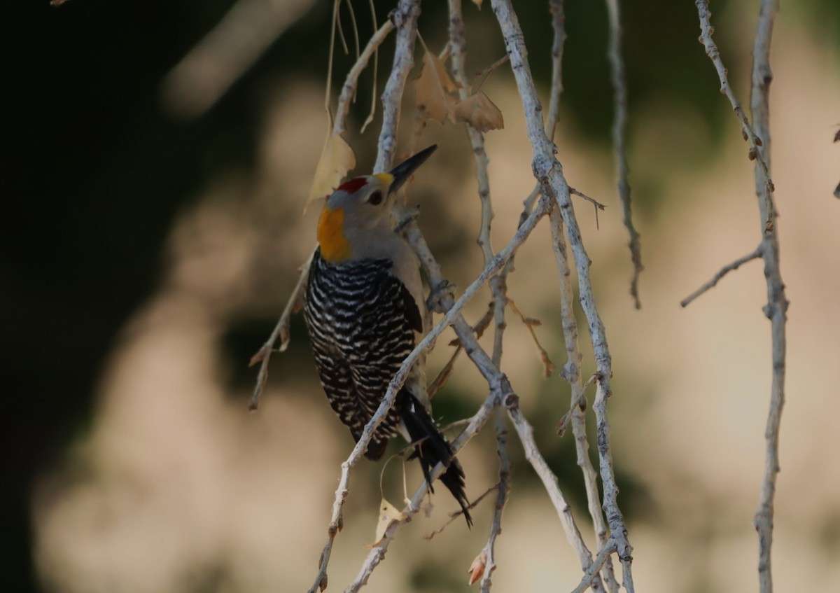 Golden-fronted Woodpecker - ML619692720