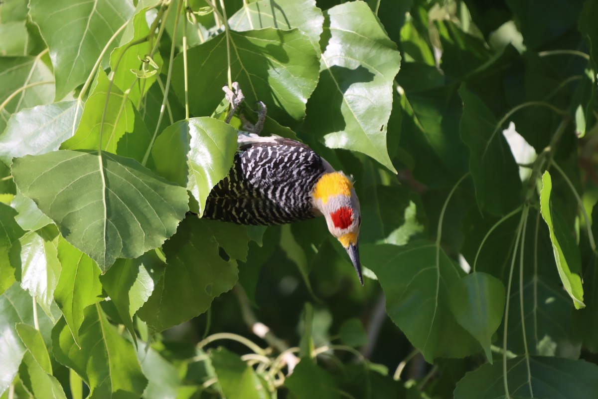 Golden-fronted Woodpecker - ML619692722