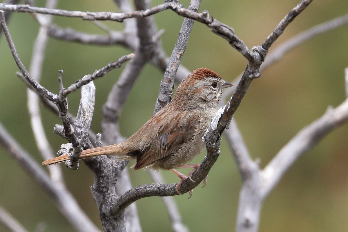 Rufous-crowned Sparrow - ML619692779