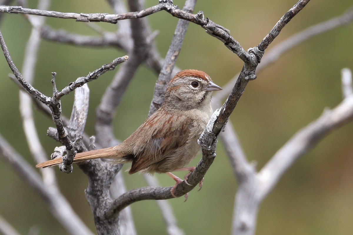Rufous-crowned Sparrow - ML619692786