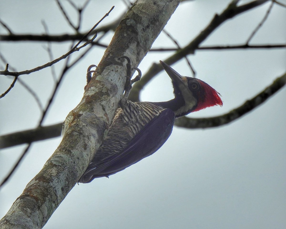Crimson-crested Woodpecker - ML619692789