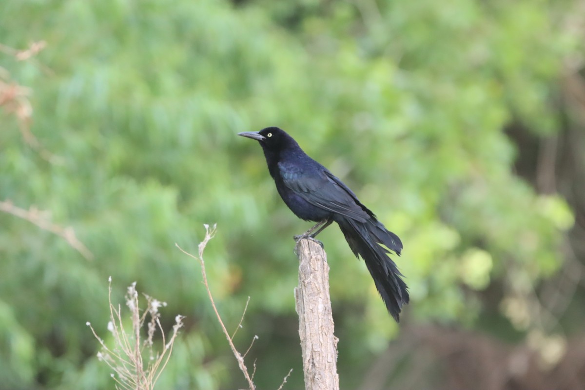Great-tailed Grackle - ML619692803