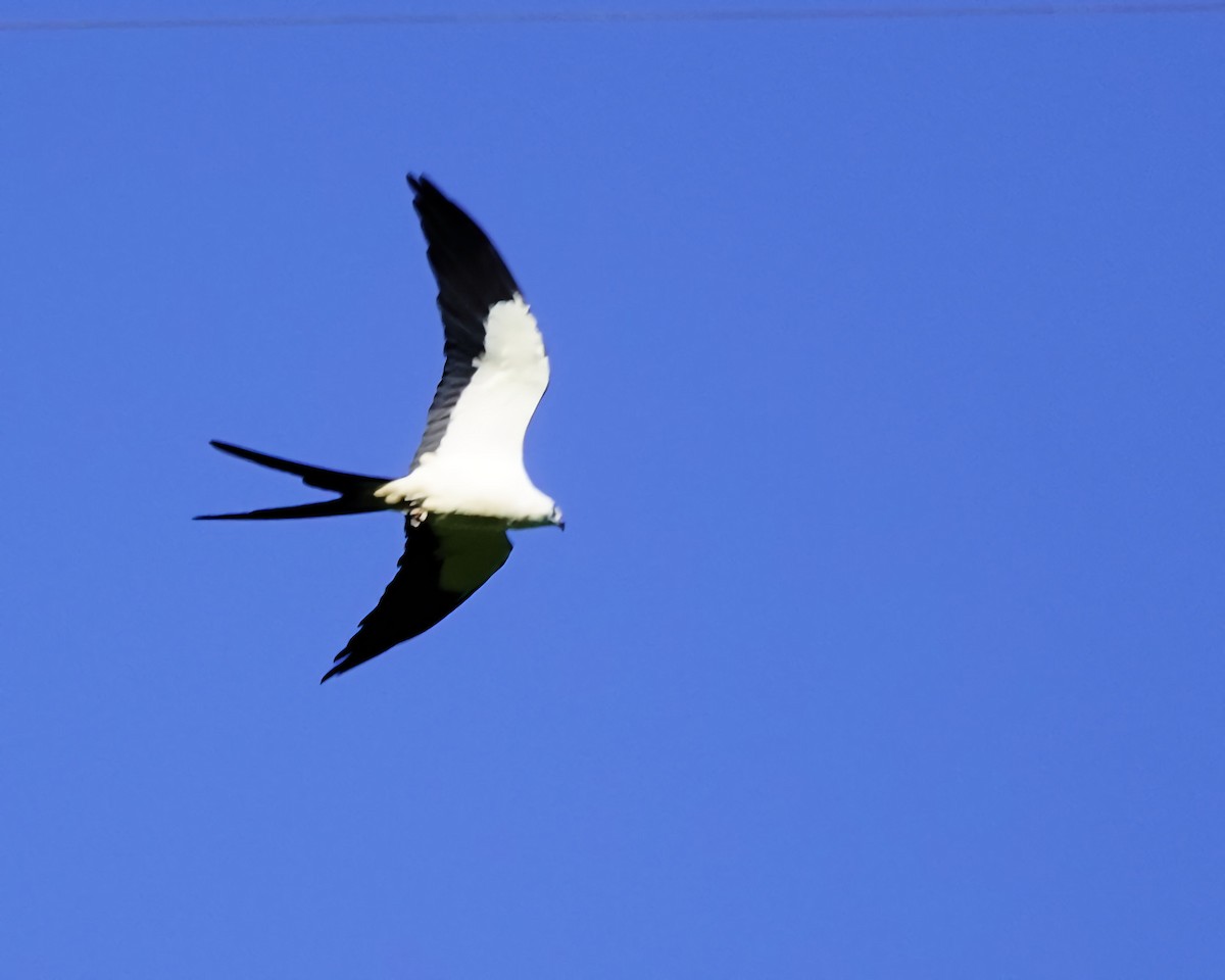 Swallow-tailed Kite - ML619692886