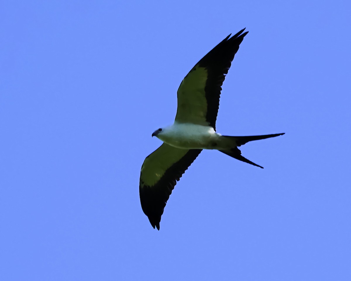 Swallow-tailed Kite - ML619692889