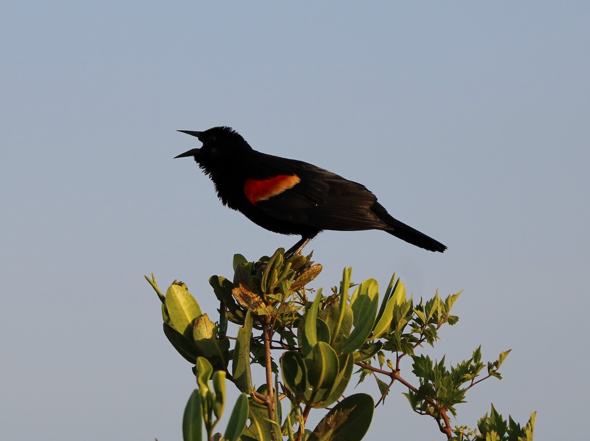Red-winged Blackbird - ML619692959
