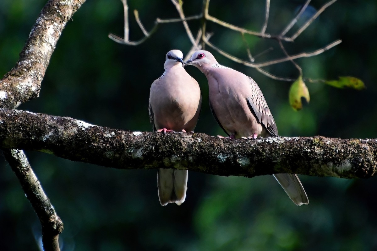 Spotted Dove - ML619692989