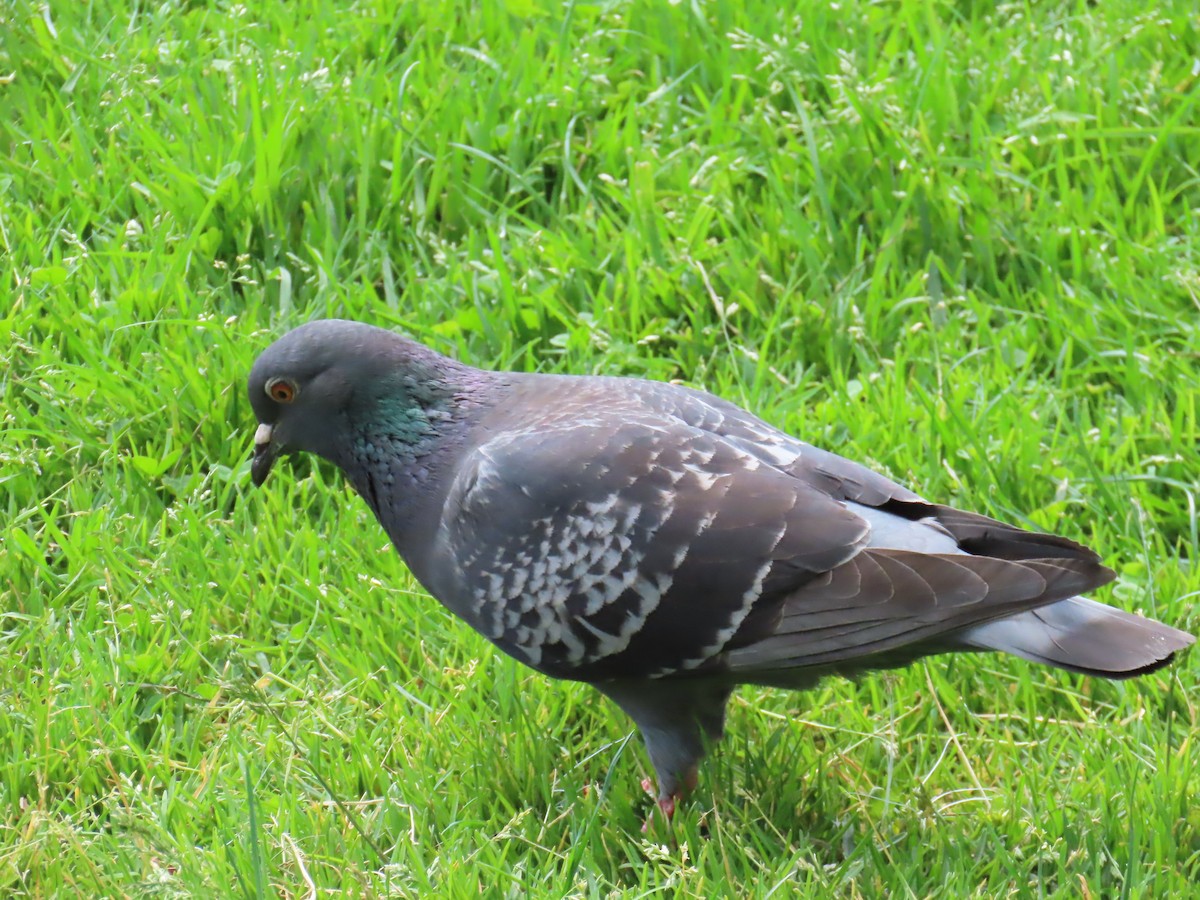Rock Pigeon (Feral Pigeon) - ML619693033